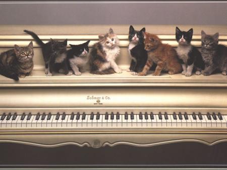 une multitude de chaton