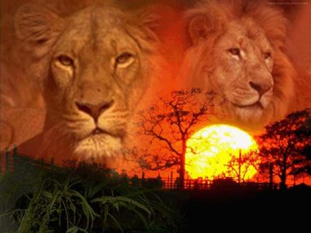 nous sommes les rois