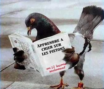 pigeon qui lit