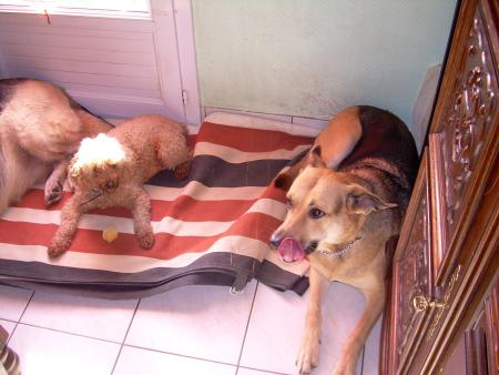 les chiens de nana (sauf 1)