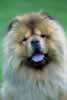 chien mignon