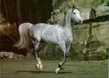 qui aime bien les chevaux