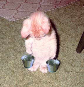 chat maltraite