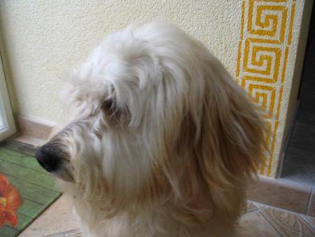 encore ma chienne