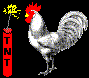 coq