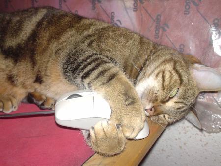 il adore les souris