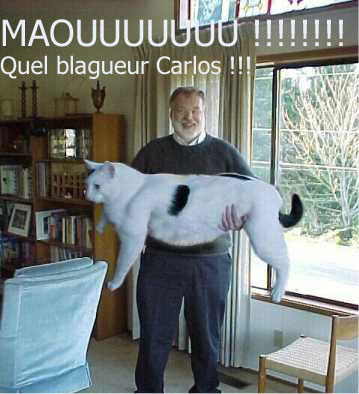 gros ce chat